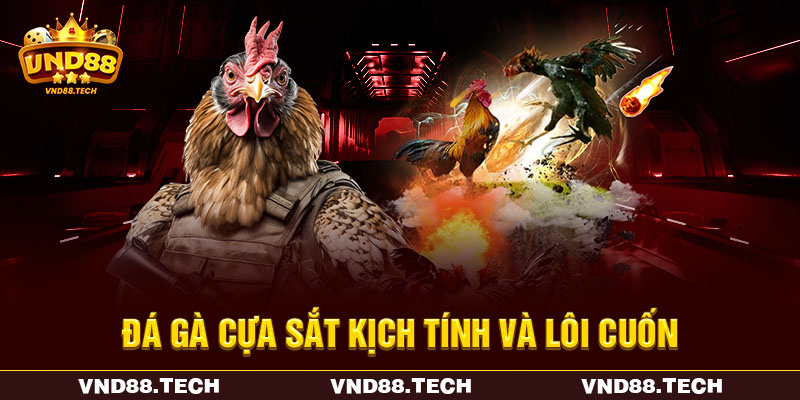 Đá gà cựa sắt kịch tính và lôi cuốn Đá gà cựa sắt kịch tính và lôi cuốn