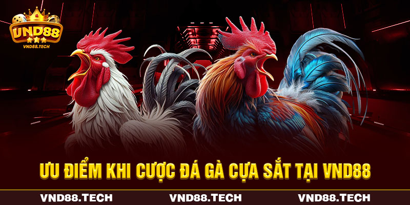Ưu điểm khi cược đá gà cựa sắt tại VND88 Ưu điểm khi cược đá gà cựa sắt tại VND88